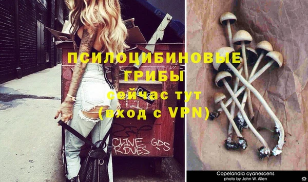 героин Богданович